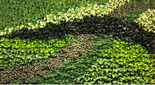 Living Green Wall in Toronto, ON