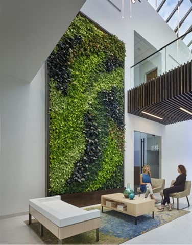 Living indoor green walls