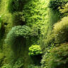 The Journey of Moss Walls: Tracing Their Origins and Evolution