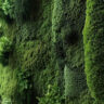 The Top 10 Benefits of Indoor Moss Walls for Your Home and Office