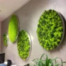 air quality benefit from living wall